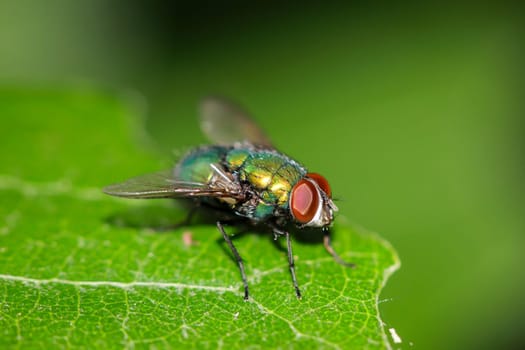 A fly, gold fly unbest. (Lucila spec.) on a tree leaf.
