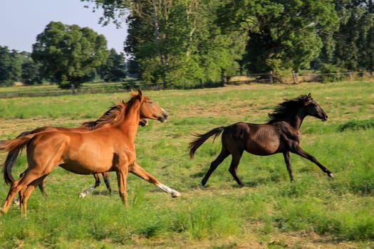 Horses in a pasture of a paddock grazing, romping.
