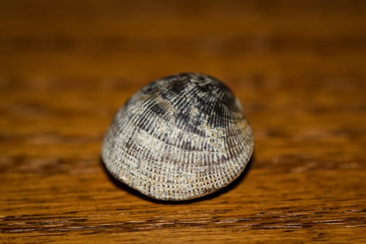 A fossil, a fossilized shell, similar to a cockle.