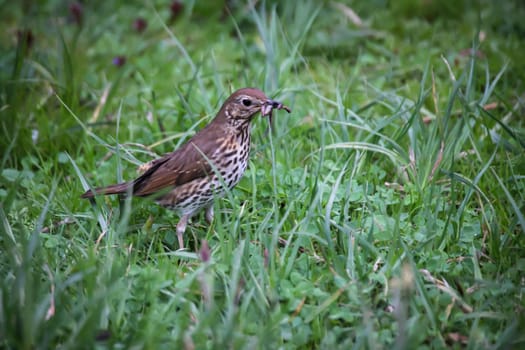 A song thrush in search of earthworms for its offspring.