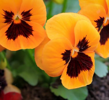 The flowers of a large-flowered pansy plant. Close-up of a flower of a pansy with its beautiful coloring.