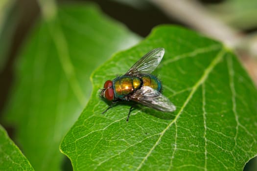 A fly, gold fly unbest. (Lucila spec.) on a tree leaf.