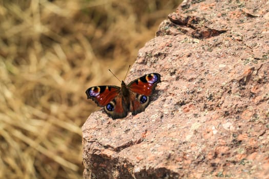 A portrait of a day peacock sitting on a stone.
