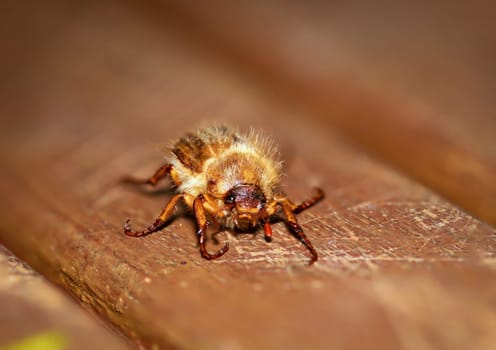 Close-up of a June beetle on a wooden background.