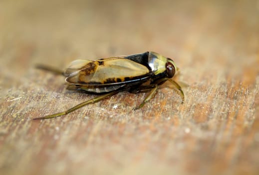 Close-up of a common backswimmer, a water bug, Notonecta glauca.