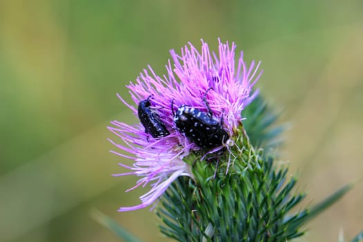 Mourning rosebug (Oxythyrea funesta) on a milk thistle.