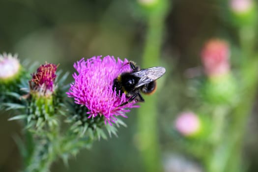 A bumblebee sits on a milk thistle and collects pollen.