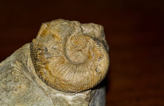 A fossil which is still stuck to a stone. A fossilized snail.