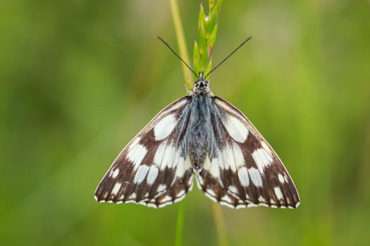 A checkerboard butterfly on a grass plant in a meadow.