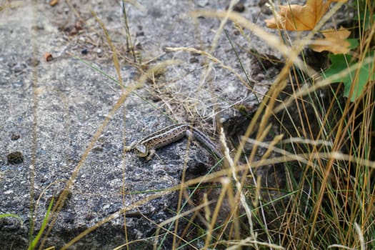 Close-up of a fence lizard in nature. Males are green, females are brown.
