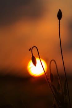 A bud of a poppy in front of the setting sun
