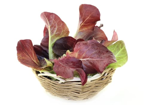 fresh red salad against a bright background