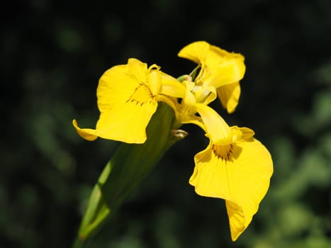 Swamp Sword Lily