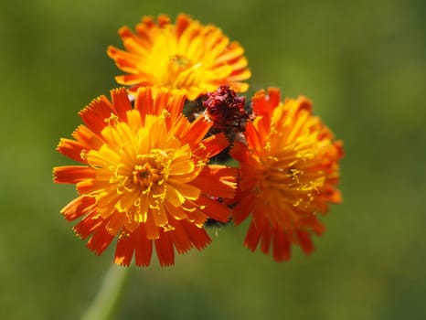 Orange-red hawk wort