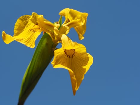 Swamp Sword Lily