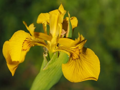 Swamp Sword Lily