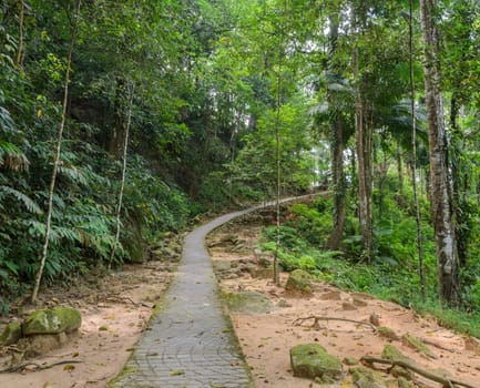 Hiking trail through the forest, Thailand