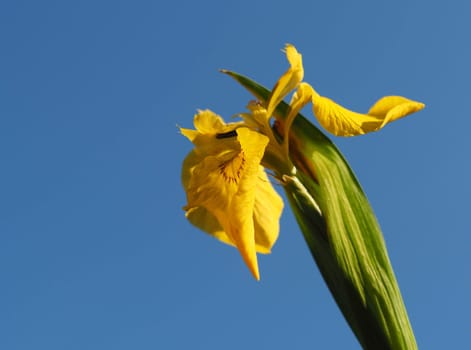 Swamp Sword Lily