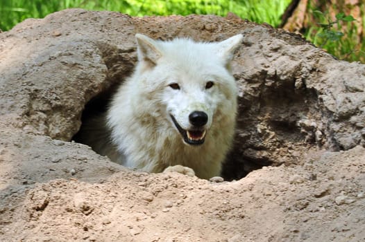 Polarwolf