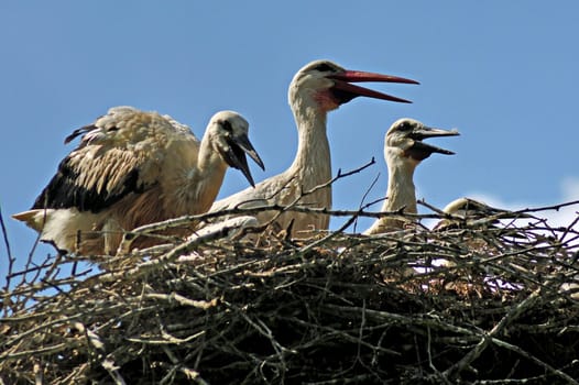 Stork's nest