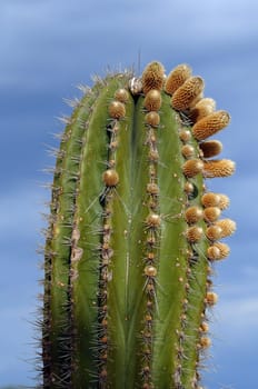 Cactus