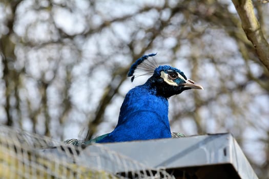 Peacock on the roof of a house