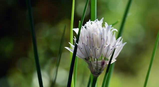 White chied leek flower