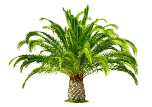 Perfect palm tree with lush,fresh green leaves and a short trunk,isolated on pure white