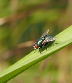 Gold fly