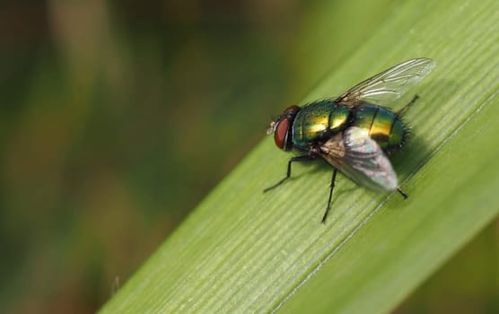 Gold fly