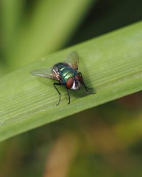 Gold fly