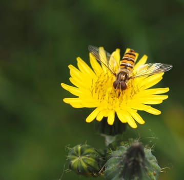 Floating fly