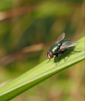 Gold fly