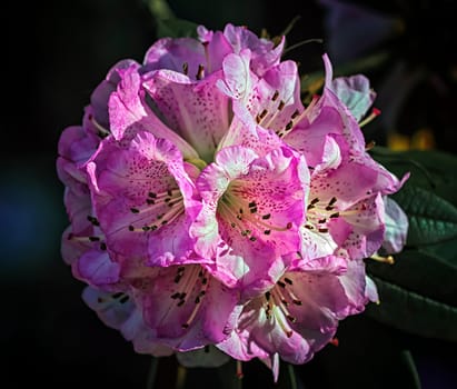 Close up on rhododendron arboreum tree, burans or gurans flower