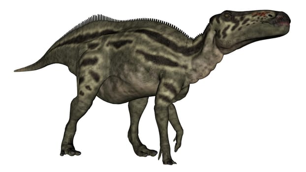 Shantungosaurus dinosaur vigilent isolated in white background - 3D render