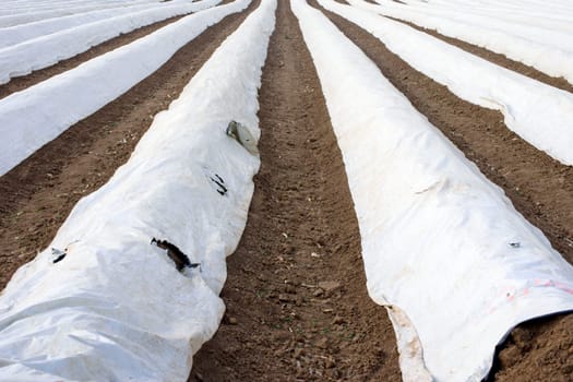 The furrows of an asparagus field,which has been piled up to a hill and covered with tarpaulins.