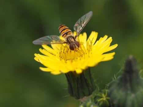 Floating fly