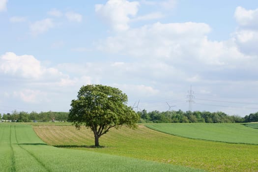 A tree stands on a fresh cornfield on the outskirts of the city.
