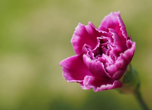 Carnation