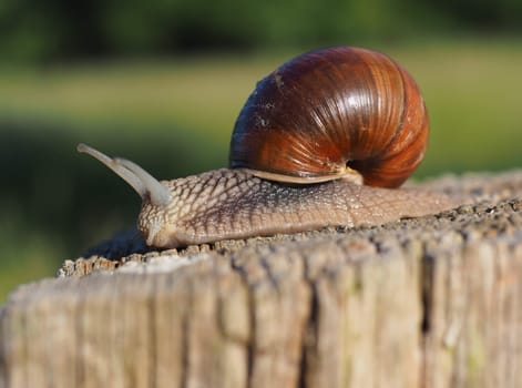 Snail
