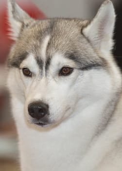 Light gray and white Siberian Husky. Portrait