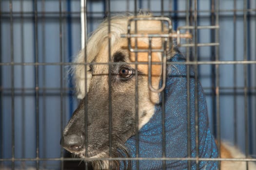Pure breed Afghan Hound wearing neck protective scarf. Dog crate view