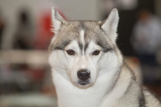 Light gray and white Siberian Husky. Portrait