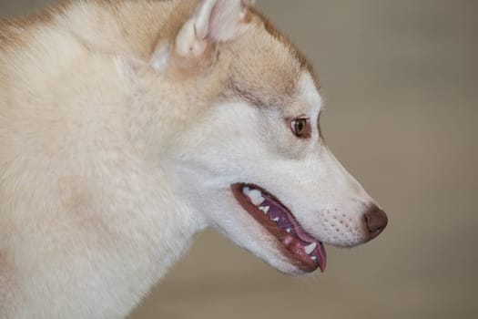 Light yellow and white Siberian Husky. Profile