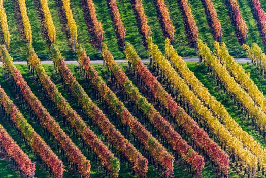 autumn in the vineyard in germany - mosel