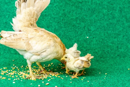 The hen and the yellow serama chicks on a artificial grass background.