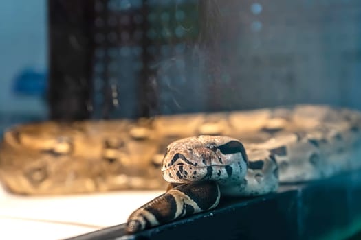 Ball python in the glass cabinet waiting to be sold. It's a popular pet in Thailand.