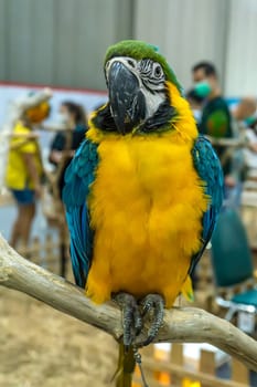 Macaw perched on a branch. Bird is a popular pet in Thailand.