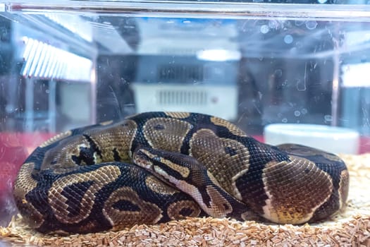 Ball python in the glass cabinet waiting to be sold. It's a popular pet in Thailand.