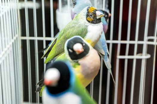 Parrots are posing to take the picture. Bird is a popular pet in Thailand.